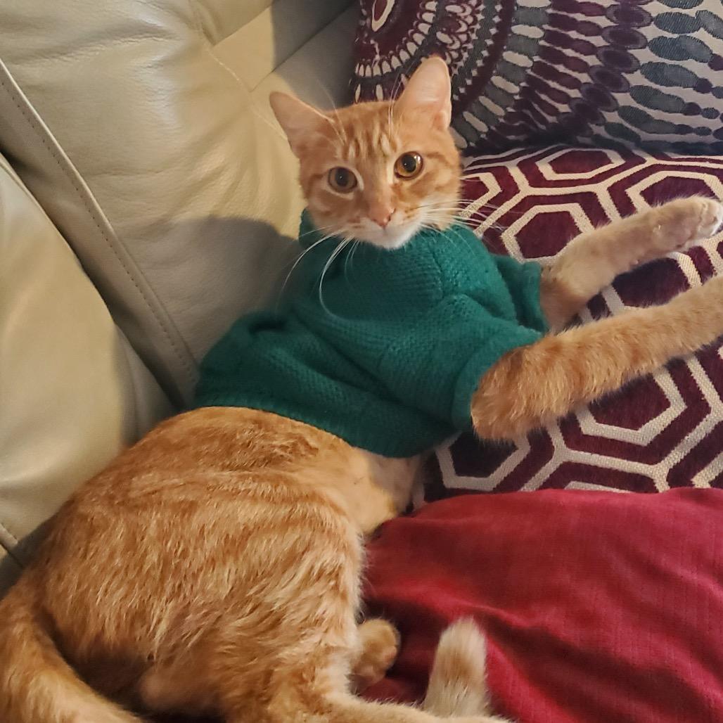 Enlarge Darla, a Adoptable mixed breed in La Grange, KY image 2/2