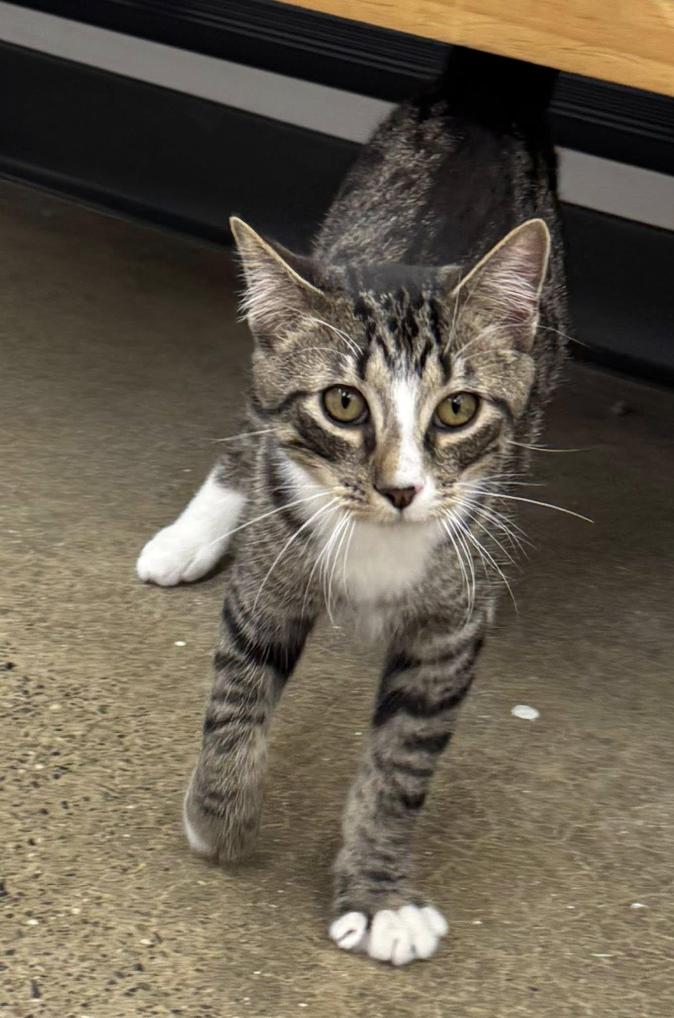 Enlarge Pixel, an adopted Domestic Short Hair in Morgantown, WV image 3/6