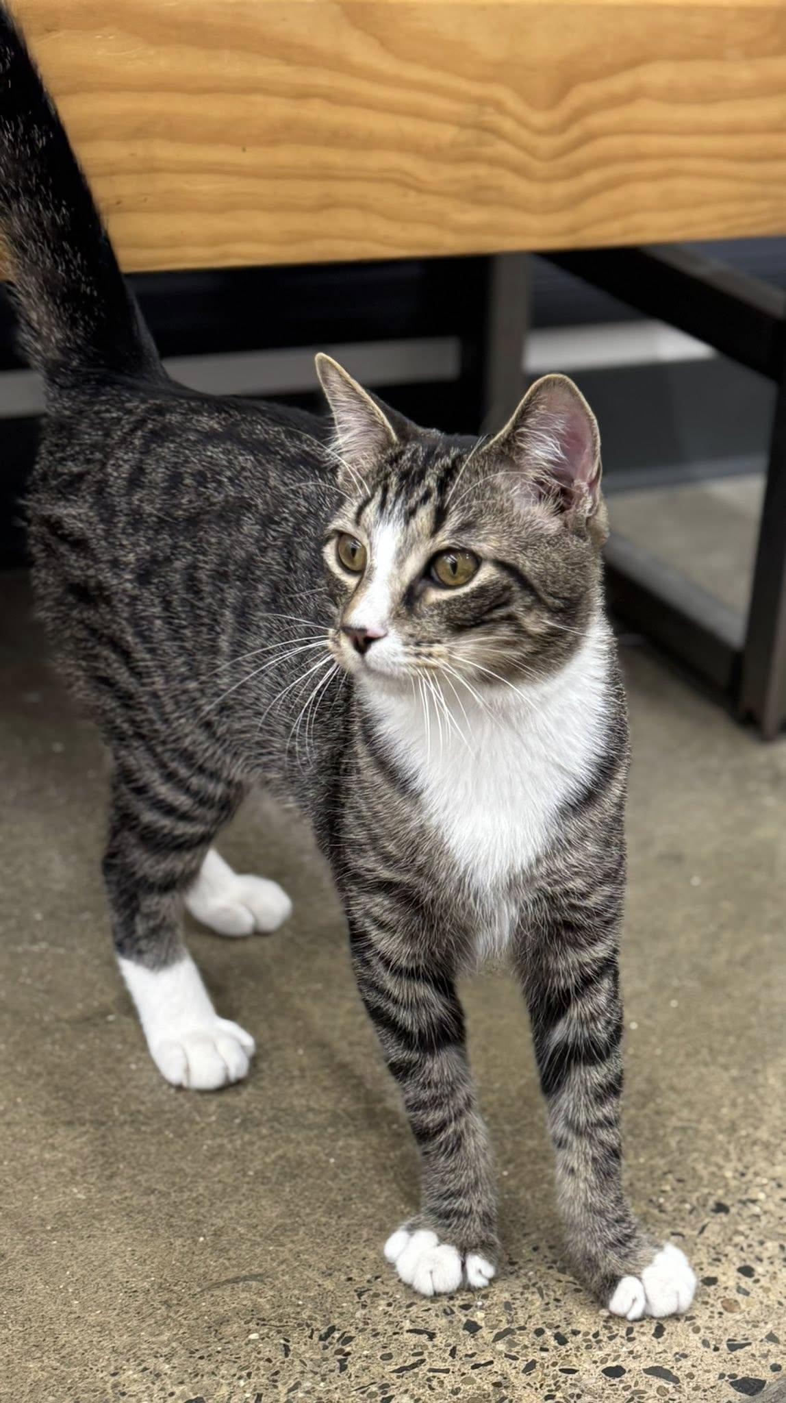 Enlarge Pixel, an adopted Domestic Short Hair in Morgantown, WV image 4/6