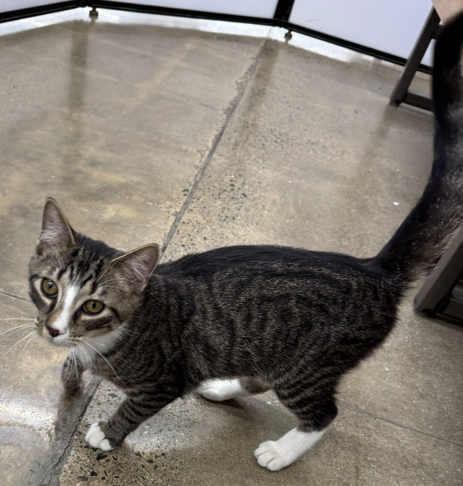Enlarge Pixel, an adopted Domestic Short Hair in Morgantown, WV image 5/6