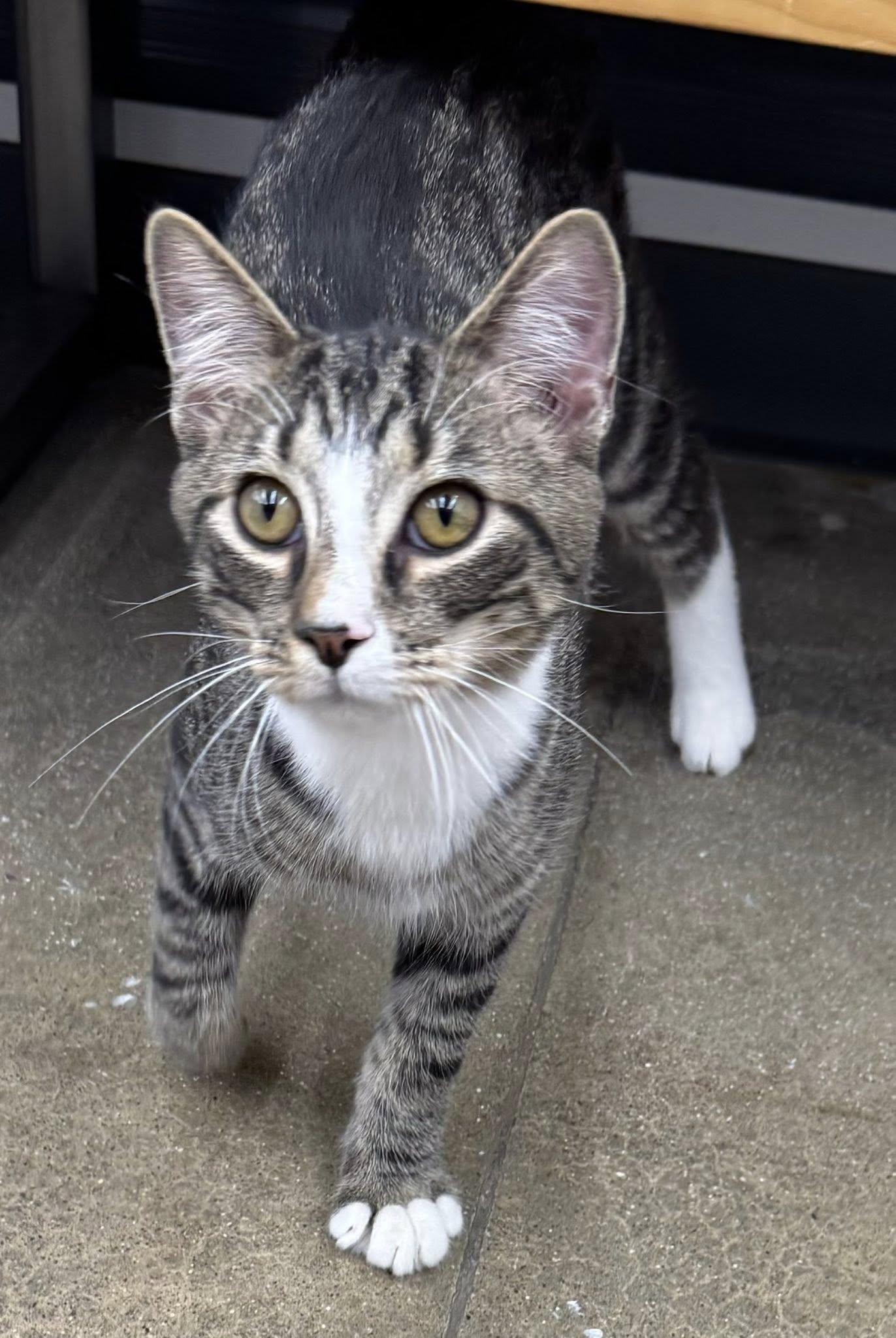 Enlarge Pixel, an adopted Domestic Short Hair in Morgantown, WV image 6/6