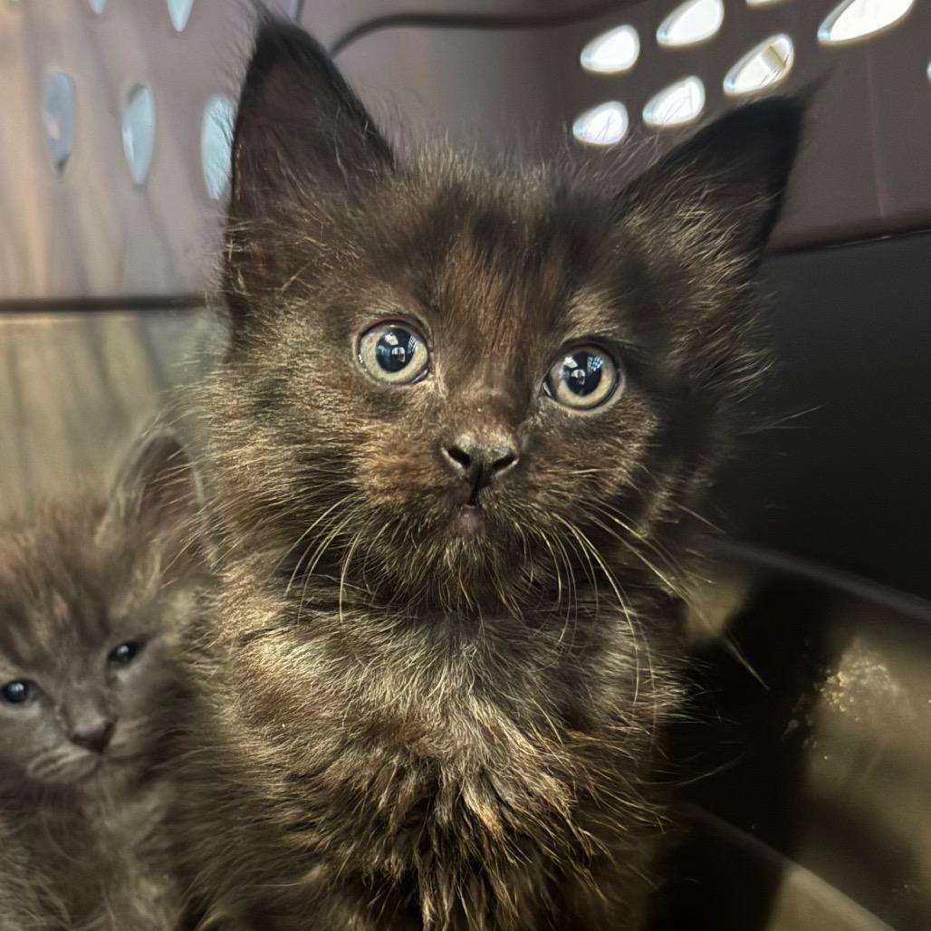 Enlarge Pepper, a Adoptable Domestic Medium Hair in Missouri City, TX image 1/1