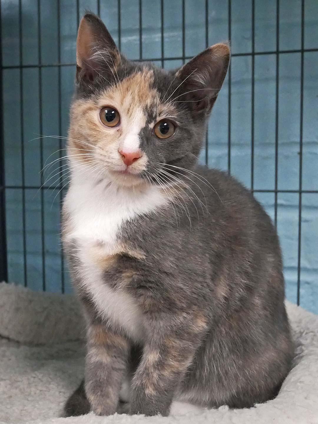 Enlarge Graphite, a ADOPTABLE Dilute Calico in Bloomingdale, NJ image 1/3