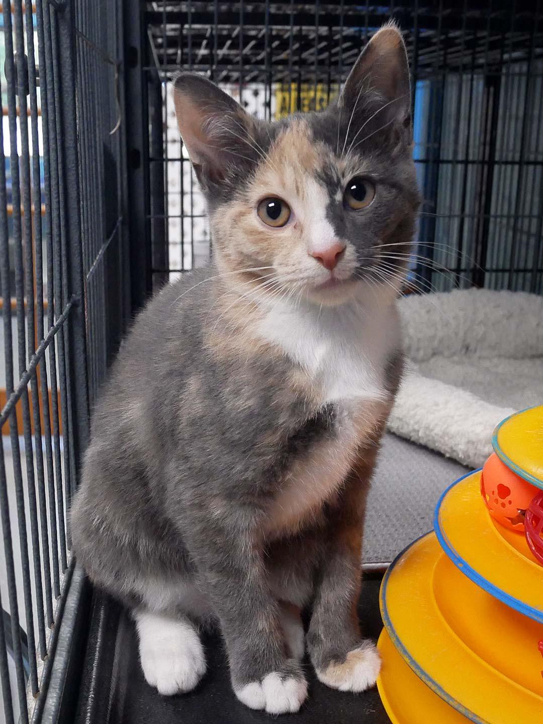 Enlarge Graphite, a ADOPTABLE Dilute Calico in Bloomingdale, NJ image 2/3