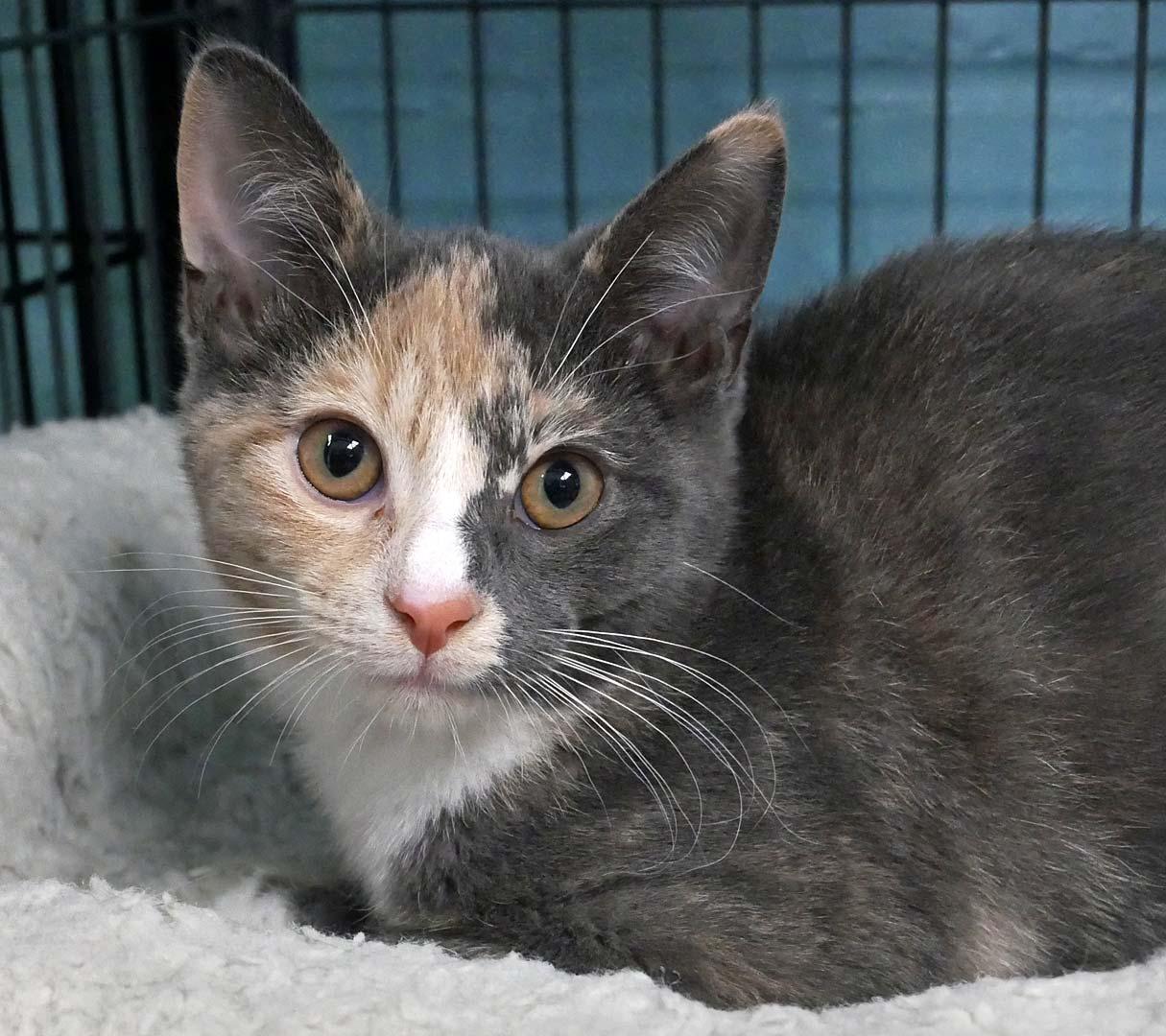Enlarge Graphite, a ADOPTABLE Dilute Calico in Bloomingdale, NJ image 3/3