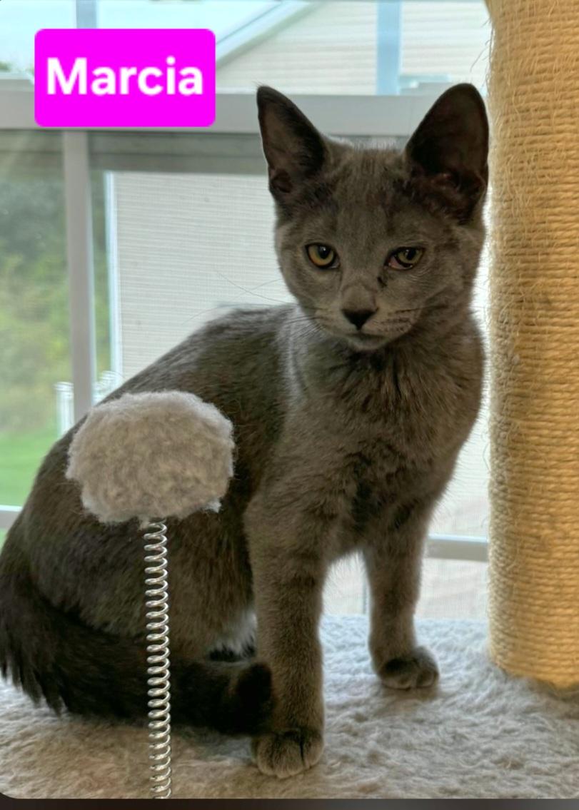 Enlarge Marcia (siblings are Greg, Peter, Alice, Cindy, Bobby & Jan), a Adoptable Domestic Short Hair in Brighton, MI image 2/3