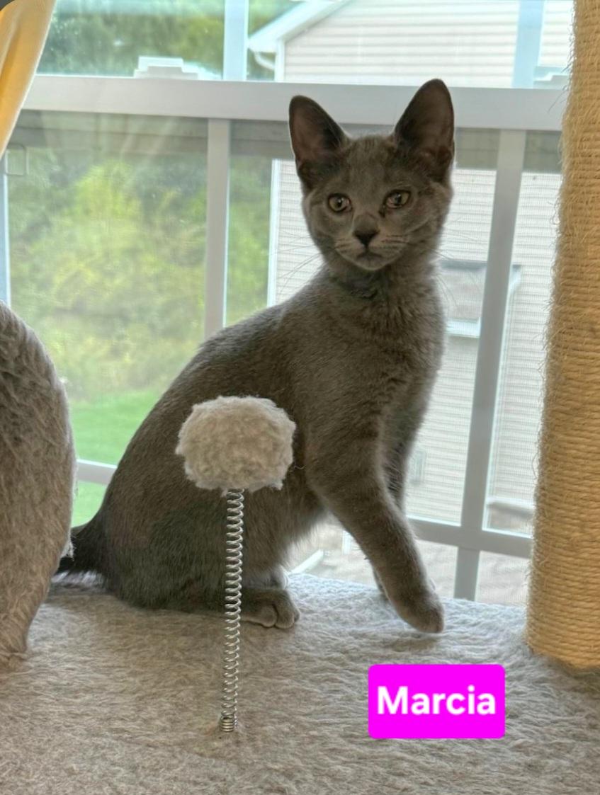 Enlarge Marcia (siblings are Greg, Peter, Alice, Cindy, Bobby & Jan), a Adoptable Domestic Short Hair in Brighton, MI image 1/3