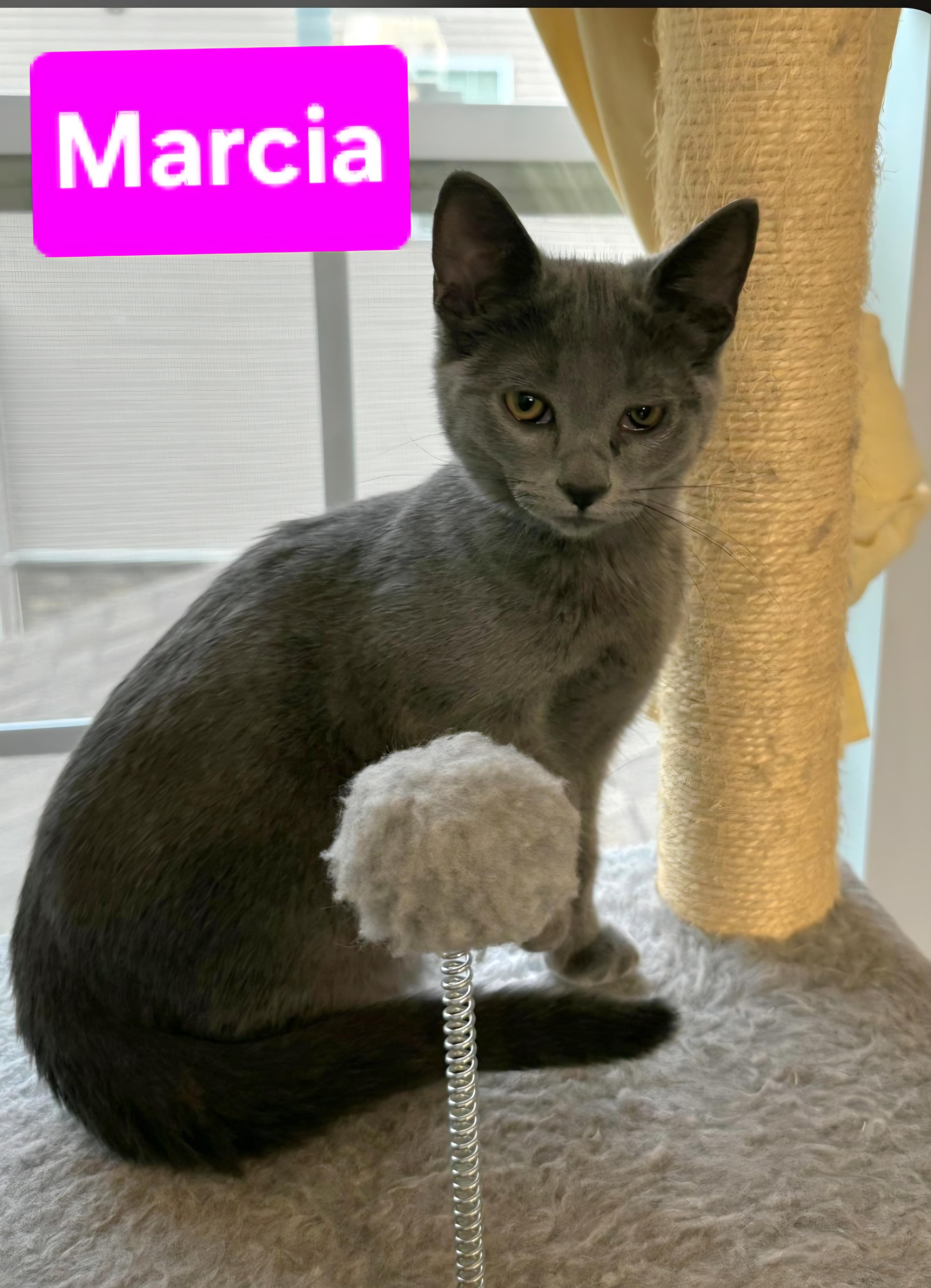 Enlarge Marcia (siblings are Greg, Peter, Alice, Cindy, Bobby & Jan), a Adoptable Domestic Short Hair in Brighton, MI image 3/3