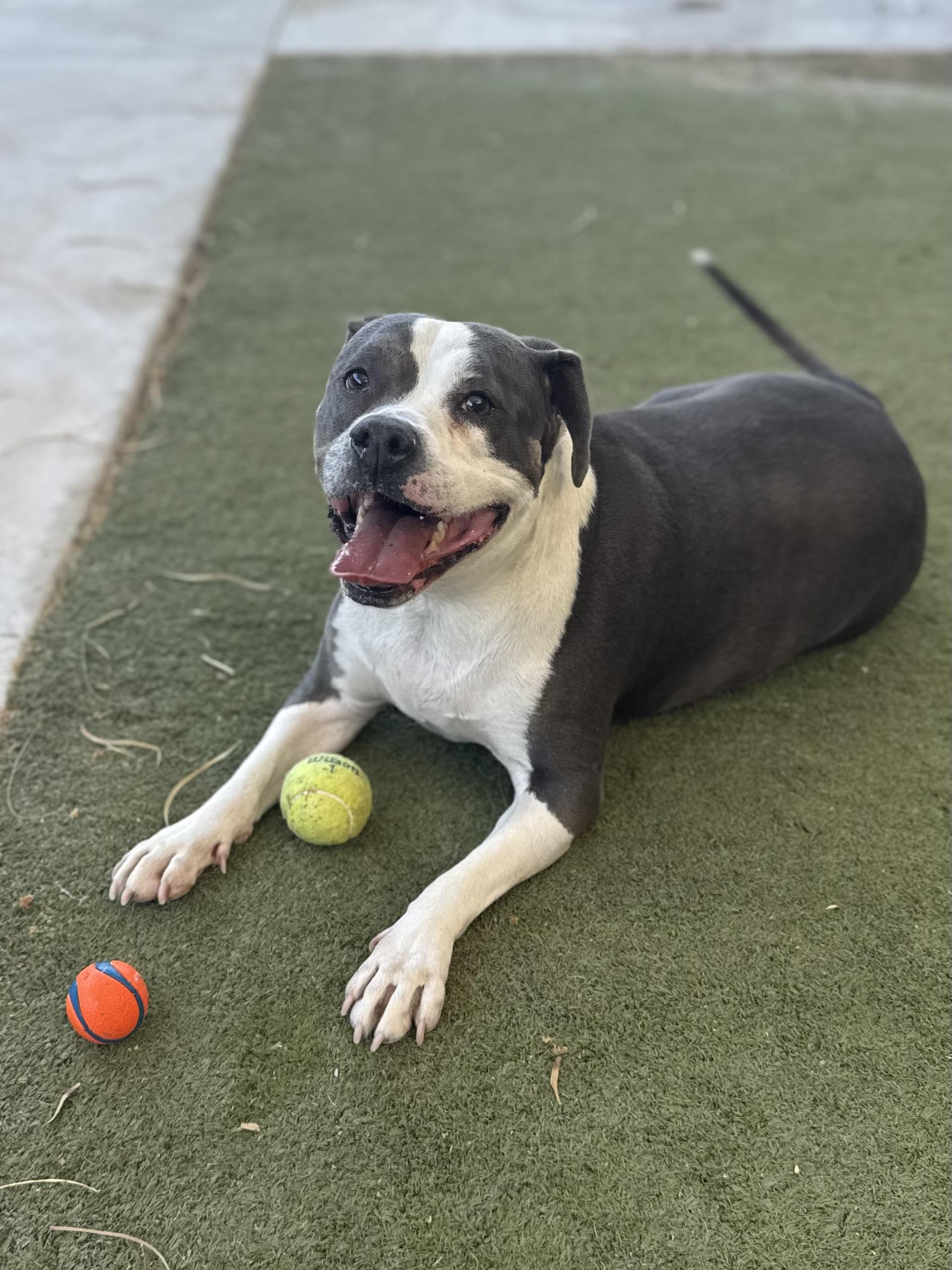 Enlarge Mia, a ADOPTABLE mixed breed in Boulder City, NV image 2/5