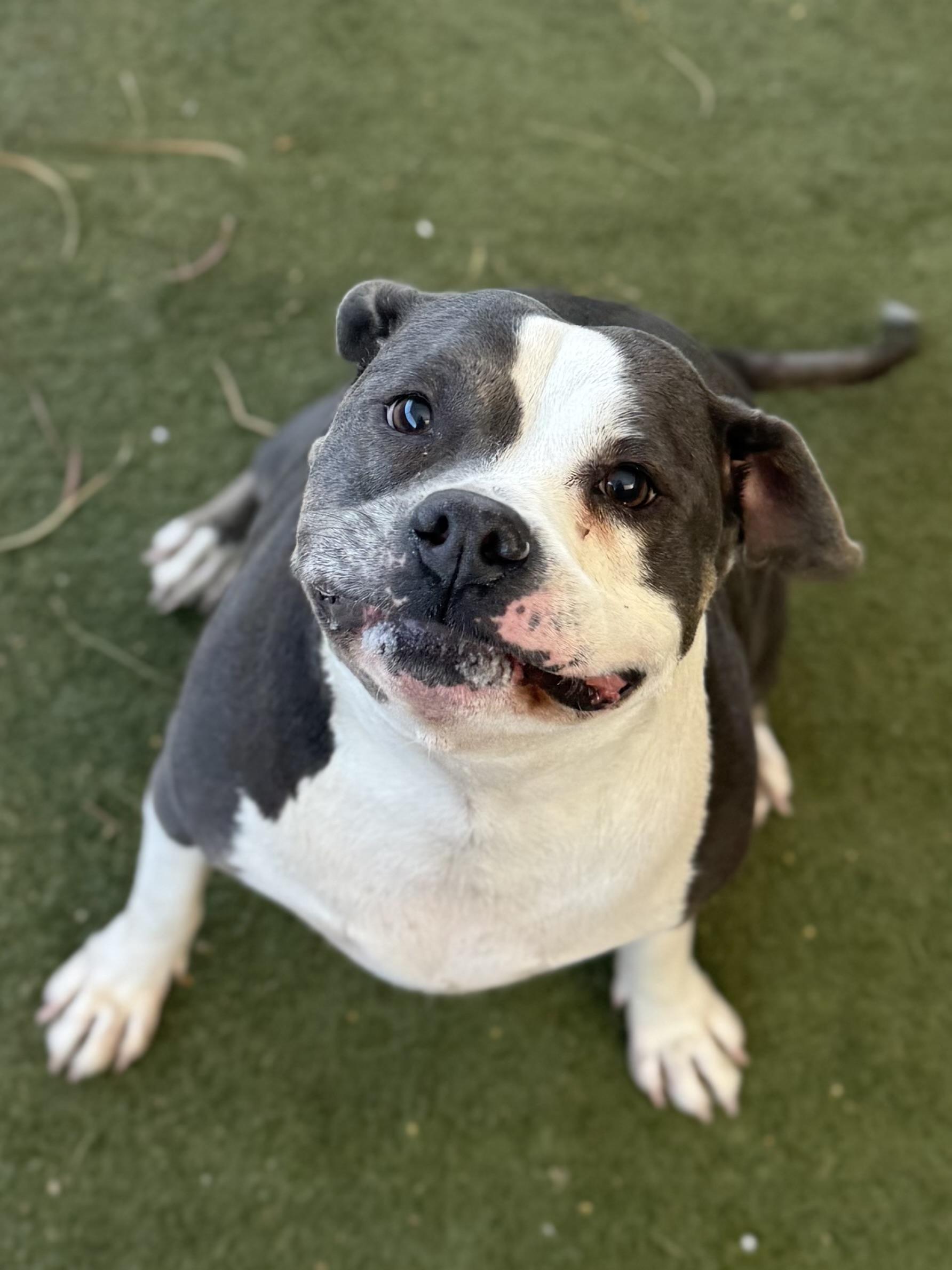 Enlarge Mia, a ADOPTABLE mixed breed in Boulder City, NV image 3/5