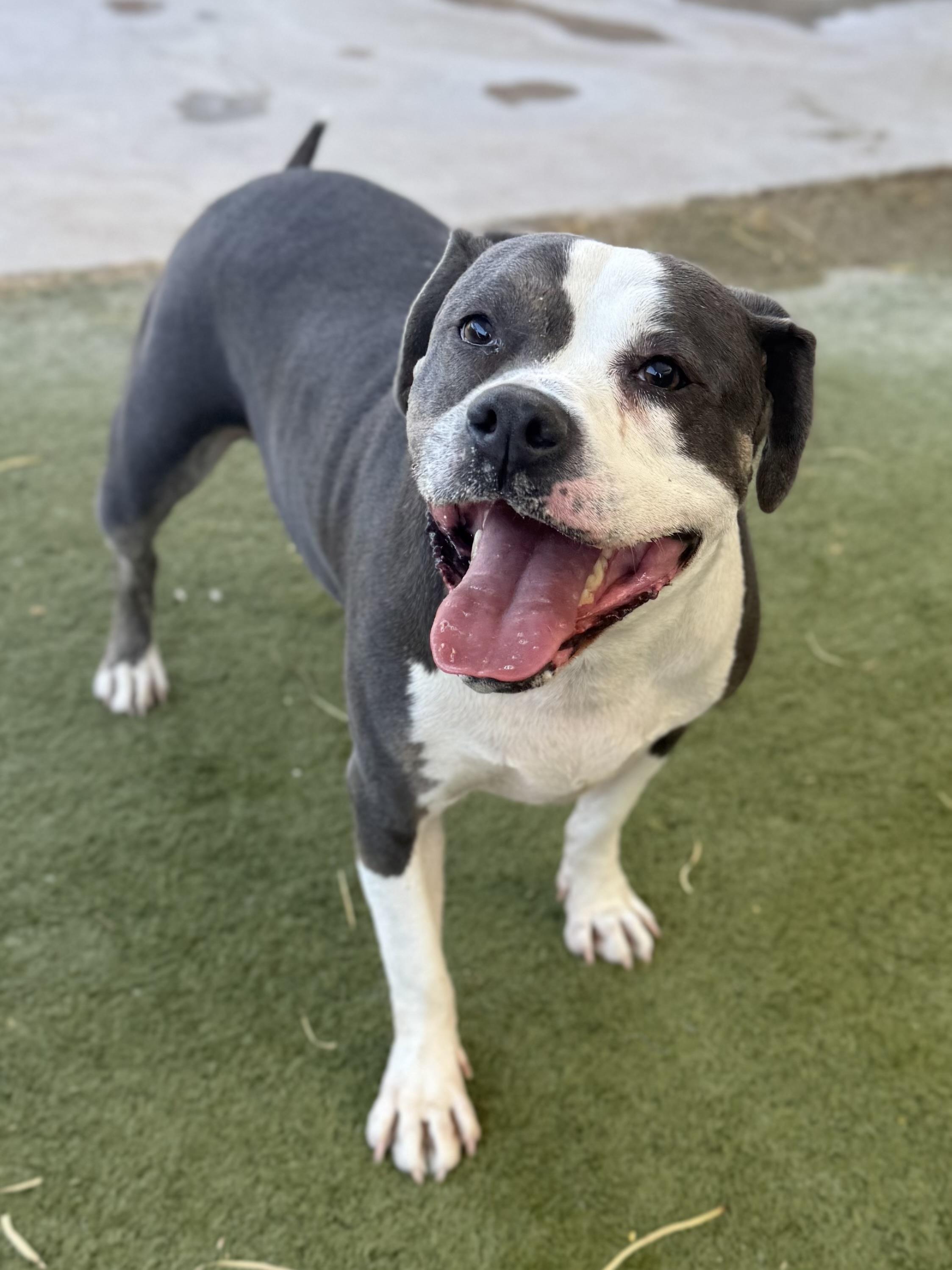 Enlarge Mia, a ADOPTABLE mixed breed in Boulder City, NV image 4/5