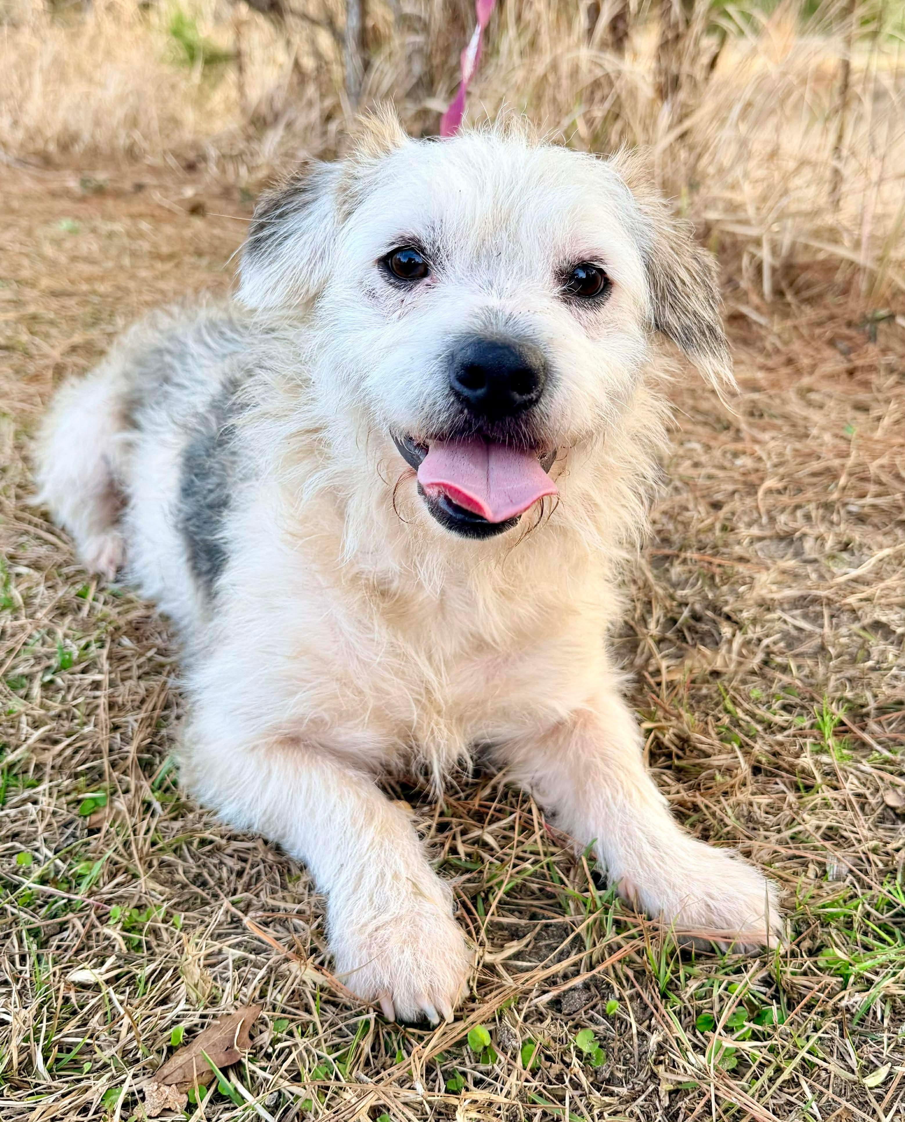 Foxy, adoptable, Young Male Wheaten Terrier & Cairn Terrier.