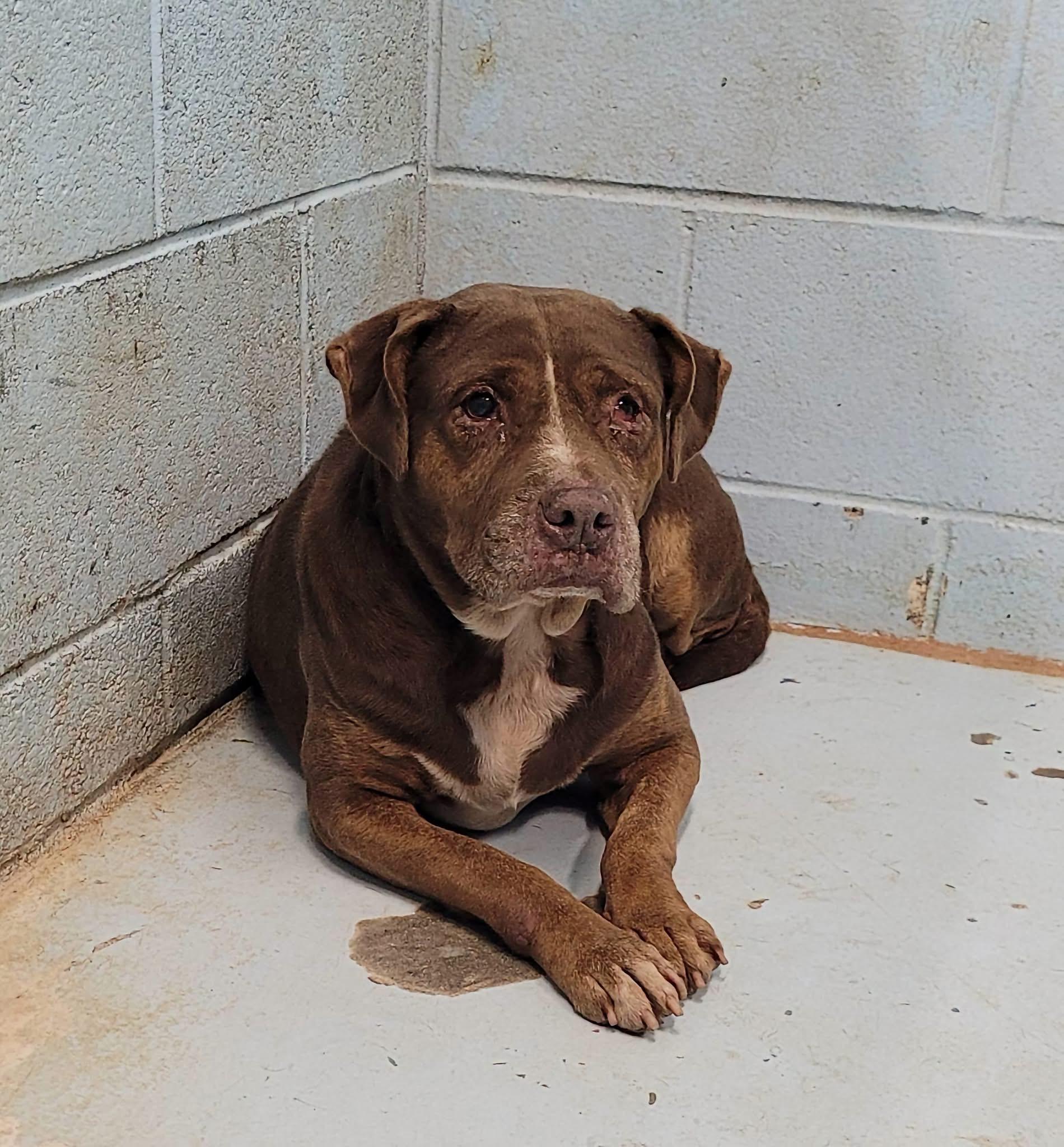 Enlarge Beauty- my person went to hospice now I need a hero, a Adoptable Mixed Breed in ATLANTA, GA image 1/2