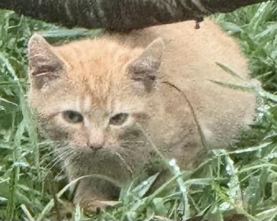 Enlarge Citrus, a Adopted mixed breed in Franklin, WV image 1/1