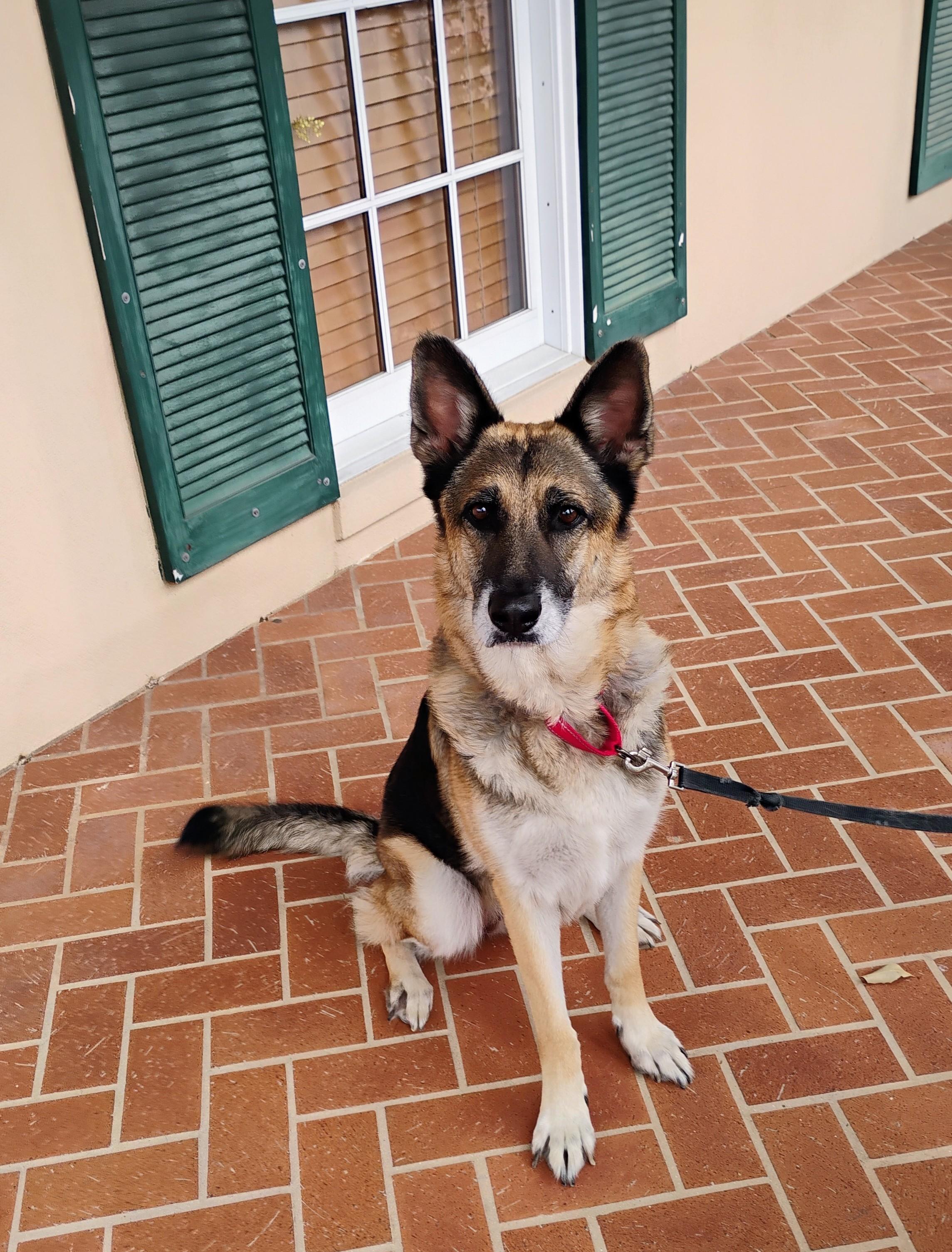 Enlarge Loveable Rylee, a Adoptable mixed breed in Landover Hills, MD image 3/6