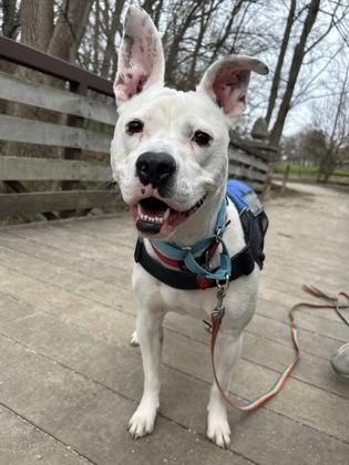 Enlarge Zero, a Adoptable Mixed Breed in Erie, PA image 1/1