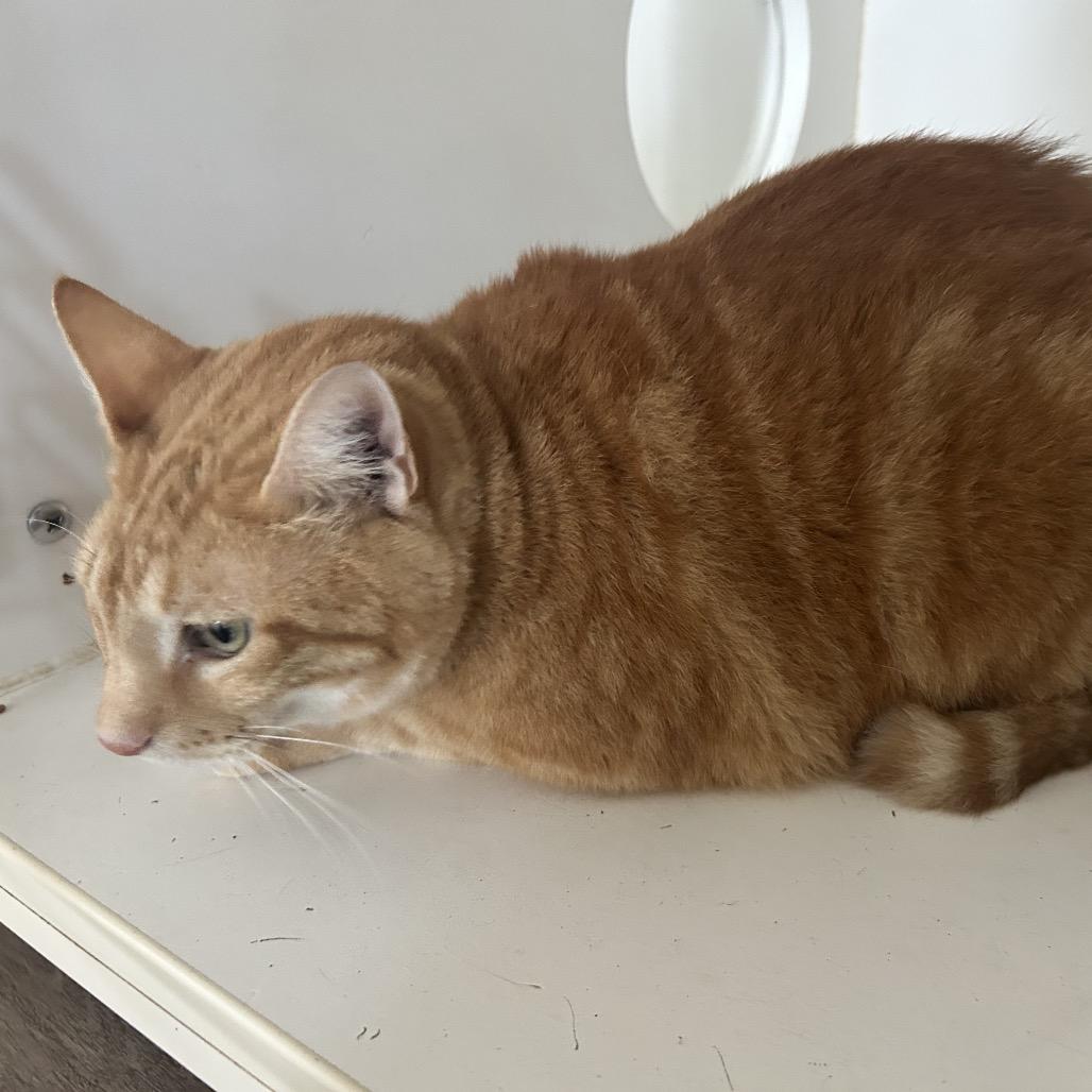 Enlarge Big Papa (C26), a Adoptable Domestic Short Hair in Portland, TX image 1/2