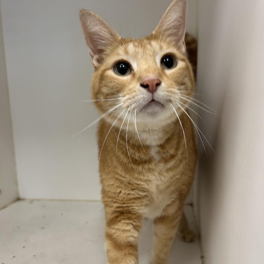 Enlarge Big Papa (C26), a Adoptable Domestic Short Hair in Portland, TX image 2/2