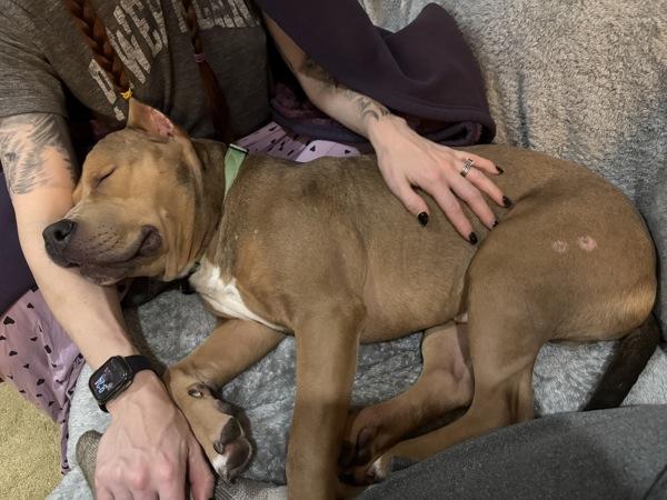 Teddy, Adoptable, Adult Male Pit Bull Terrier.