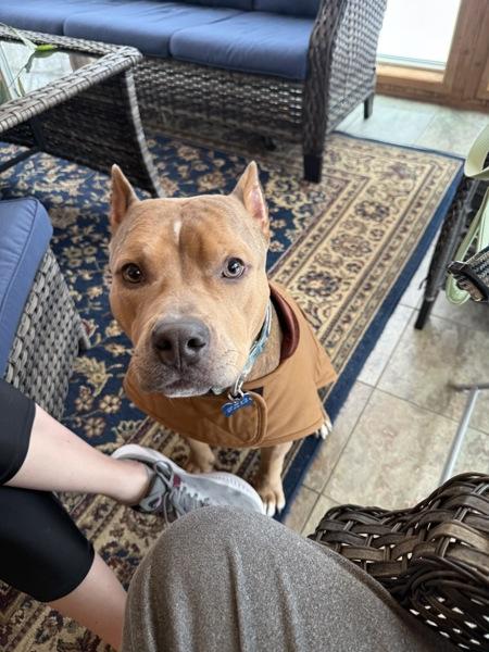 Enlarge Teddy, a Adoptable mixed breed in Millersville, MD image 2/6