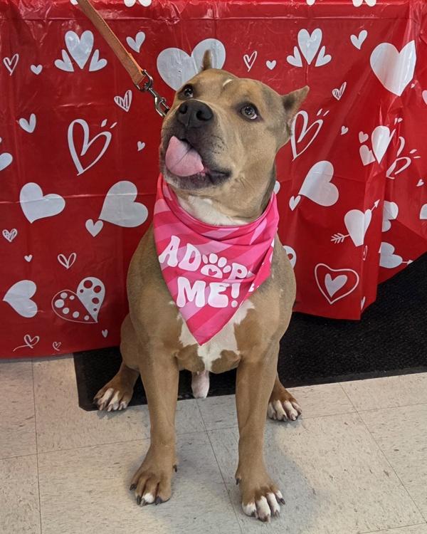 Enlarge Teddy, a Adoptable mixed breed in Millersville, MD image 3/6