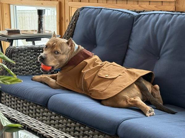 Enlarge Teddy, a Adoptable mixed breed in Millersville, MD image 4/6