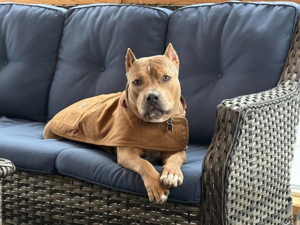 Enlarge Teddy, a Adoptable mixed breed in Millersville, MD image 5/6