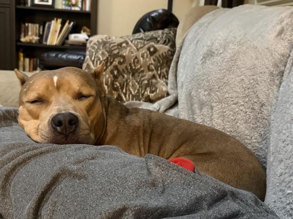 Enlarge Teddy, a Adoptable mixed breed in Millersville, MD image 6/6