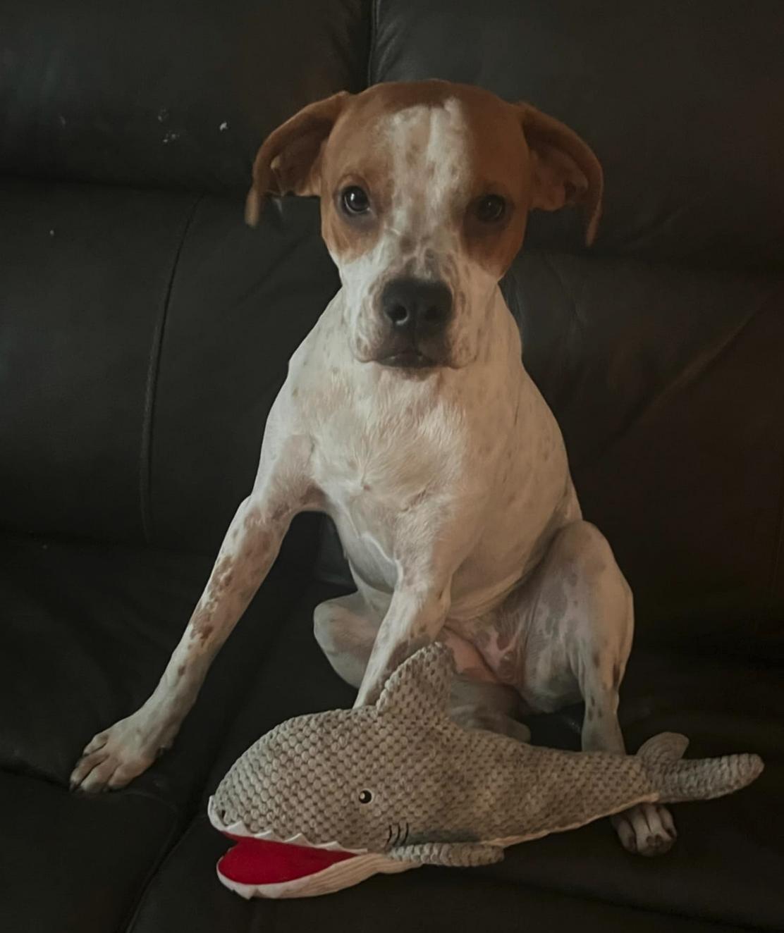 P-Nut (fka Nala), Adoptable, Young Female Hound.