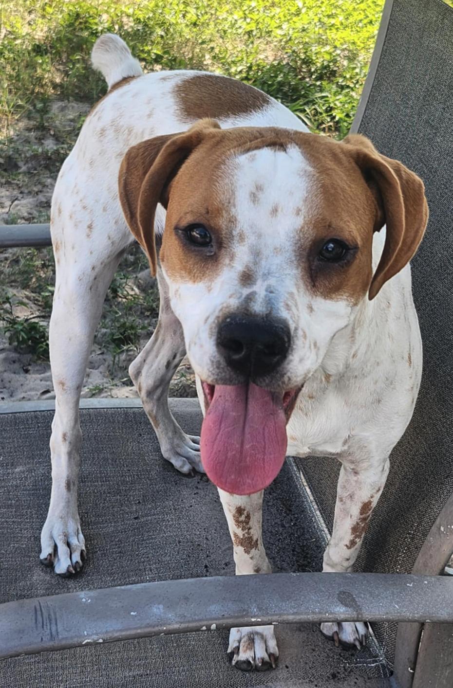 P-Nut (fka Nala), a Adoptable Hound in Osteen, FL image 3/3