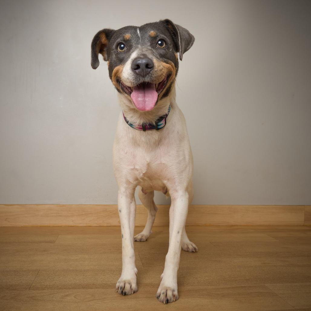 Katniss D69753, Adoptable, Adult Female Australian Cattle Dog / Blue Heeler & Mixed Breed.