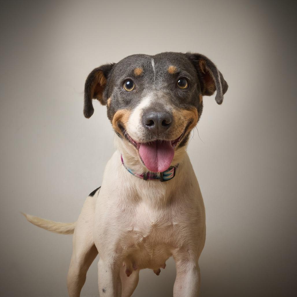 Enlarge Katniss D69753, a Adoptable mixed breed in Minnetonka, MN image 2/4