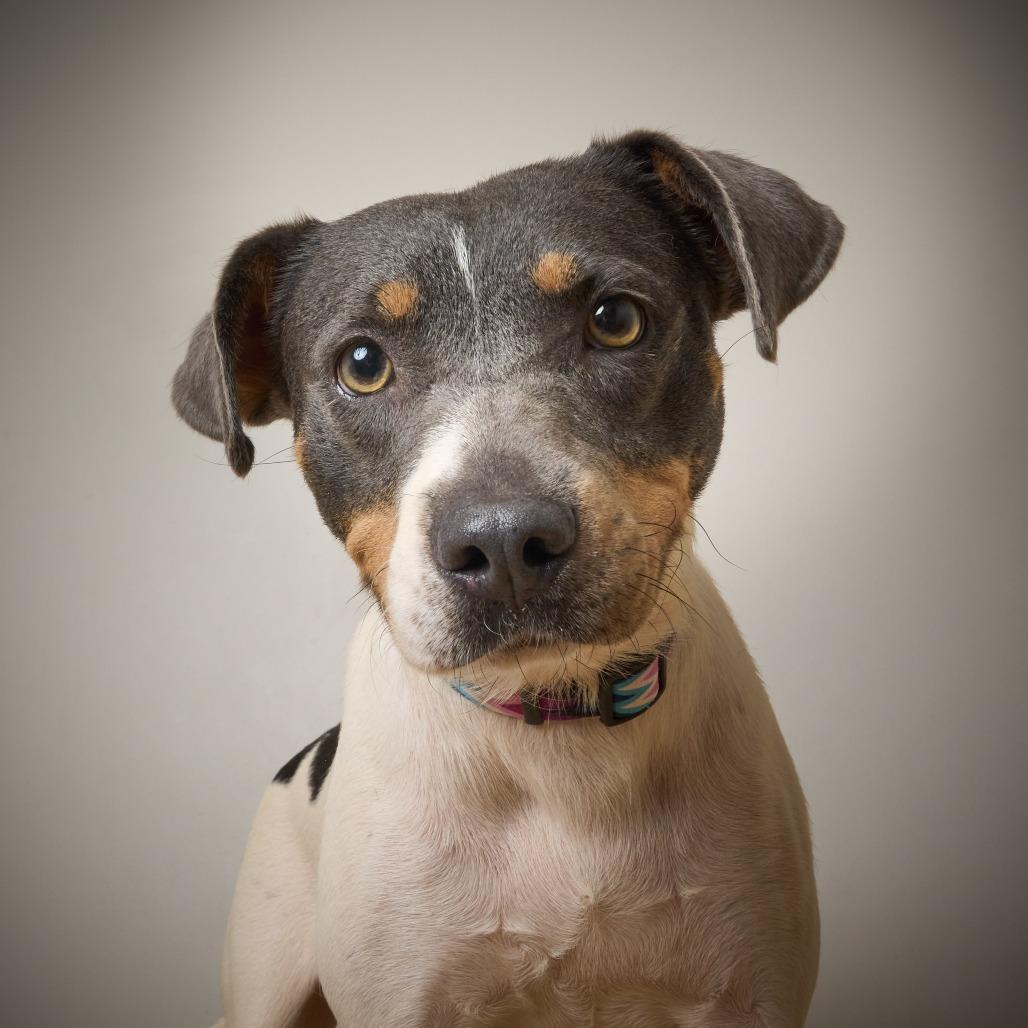 Enlarge Katniss D69753, a Adoptable mixed breed in Minnetonka, MN image 3/4
