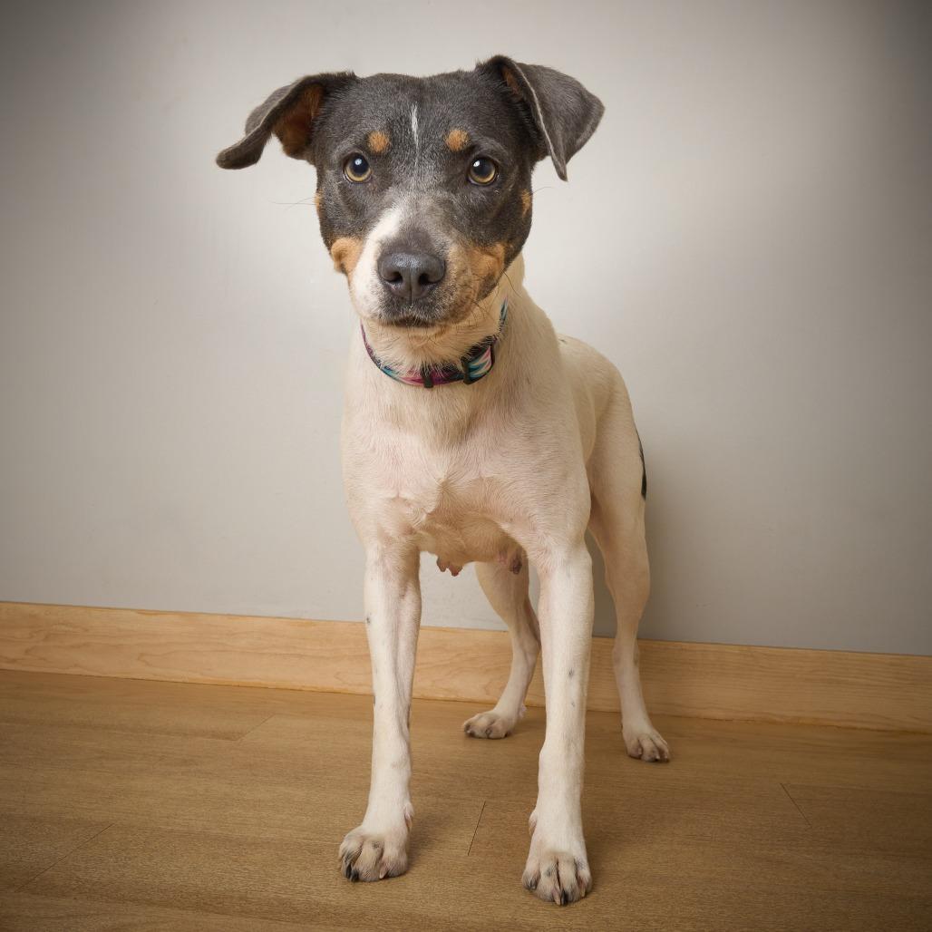 Enlarge Katniss D69753, a Adoptable mixed breed in Minnetonka, MN image 4/4