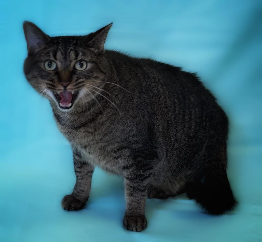 Aiko, ADOPTABLE, Adult Male Domestic Short Hair.