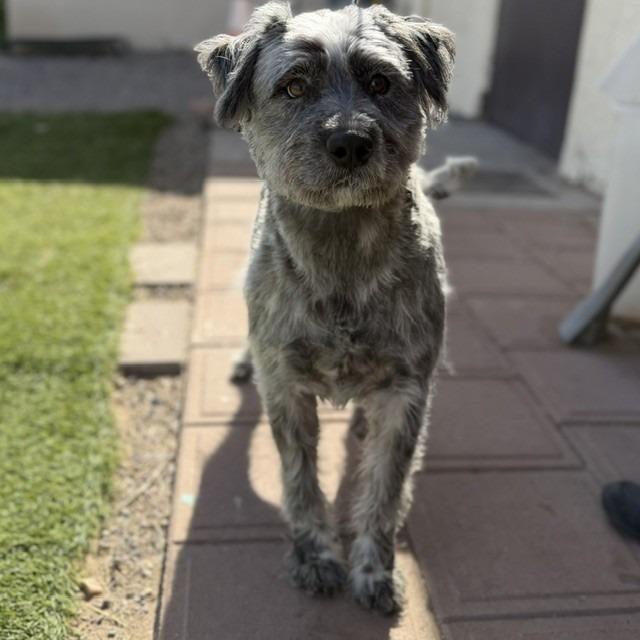 Goober, Adoptable, Adult Male Standard Schnauzer.