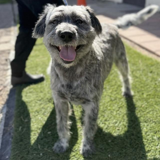 Enlarge Goober, a Adoptable mixed breed in Bullhead City, AZ image 2/2