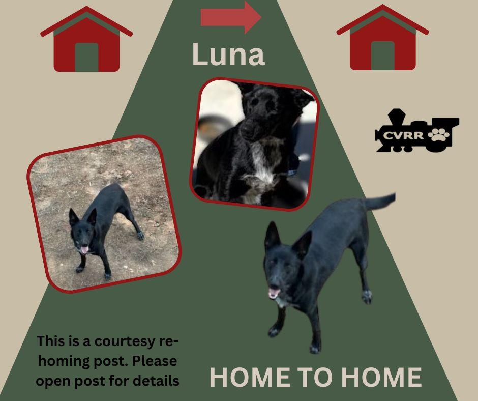 Enlarge *Luna* HOME TO HOME, a Adopted mixed breed in LINDSAY, CA image 1/1