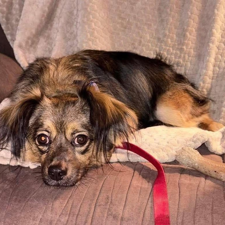 Chief, ADOPTABLE, Adult Male Yorkshire Terrier & Papillon.
