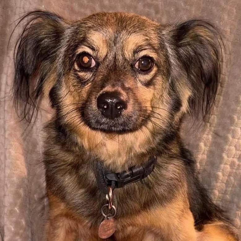 Enlarge Chief, a ADOPTABLE mixed breed in Lubbock, TX image 2/3