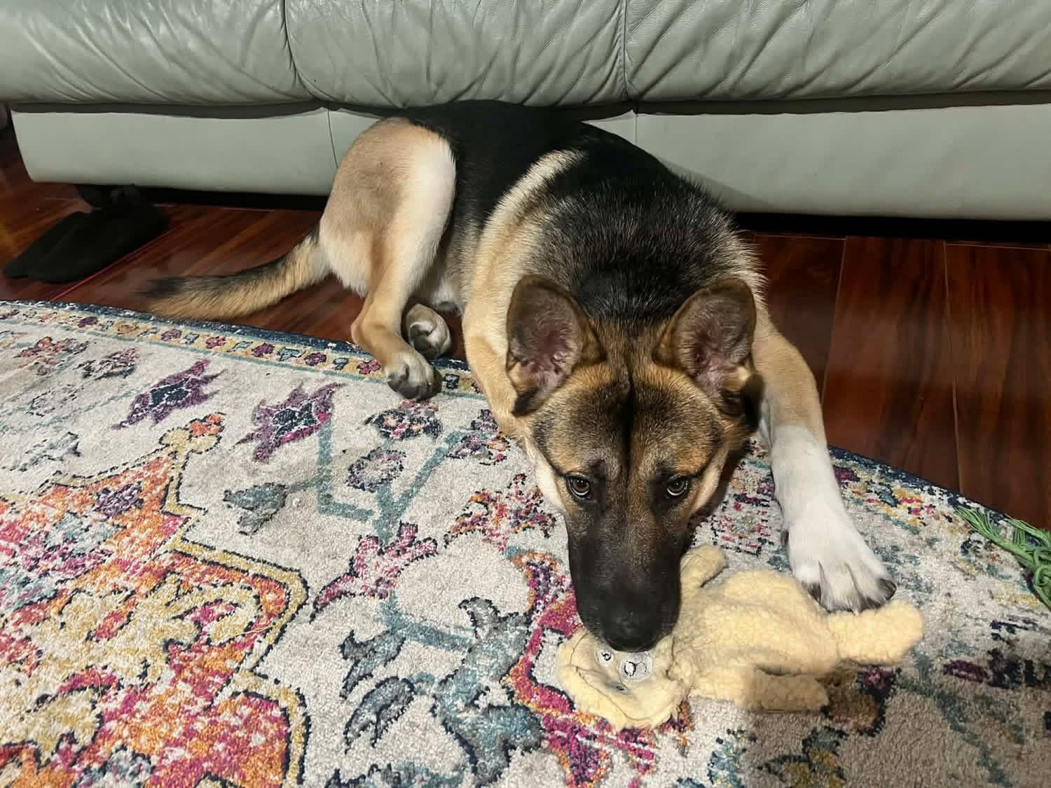 Enlarge Lux, a ADOPTABLE German Shepherd Dog in New Smyrna Beach, FL image 1/3