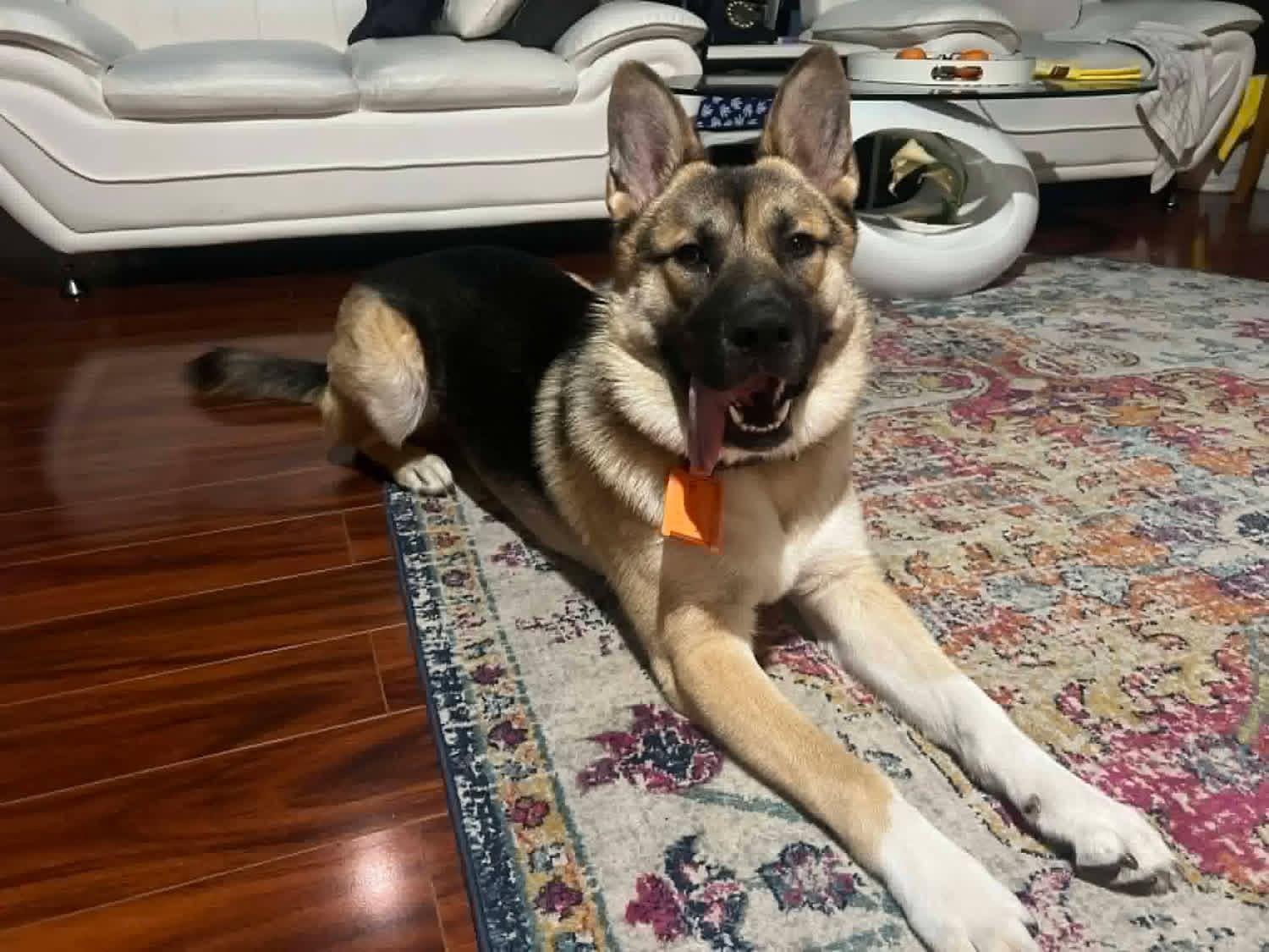 Enlarge Lux, a ADOPTABLE German Shepherd Dog in New Smyrna Beach, FL image 2/3