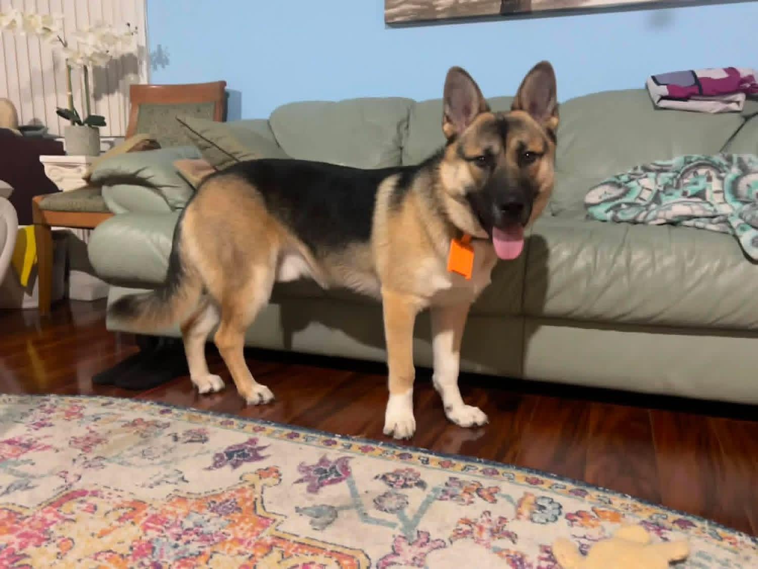 Enlarge Lux, a ADOPTABLE German Shepherd Dog in New Smyrna Beach, FL image 3/3