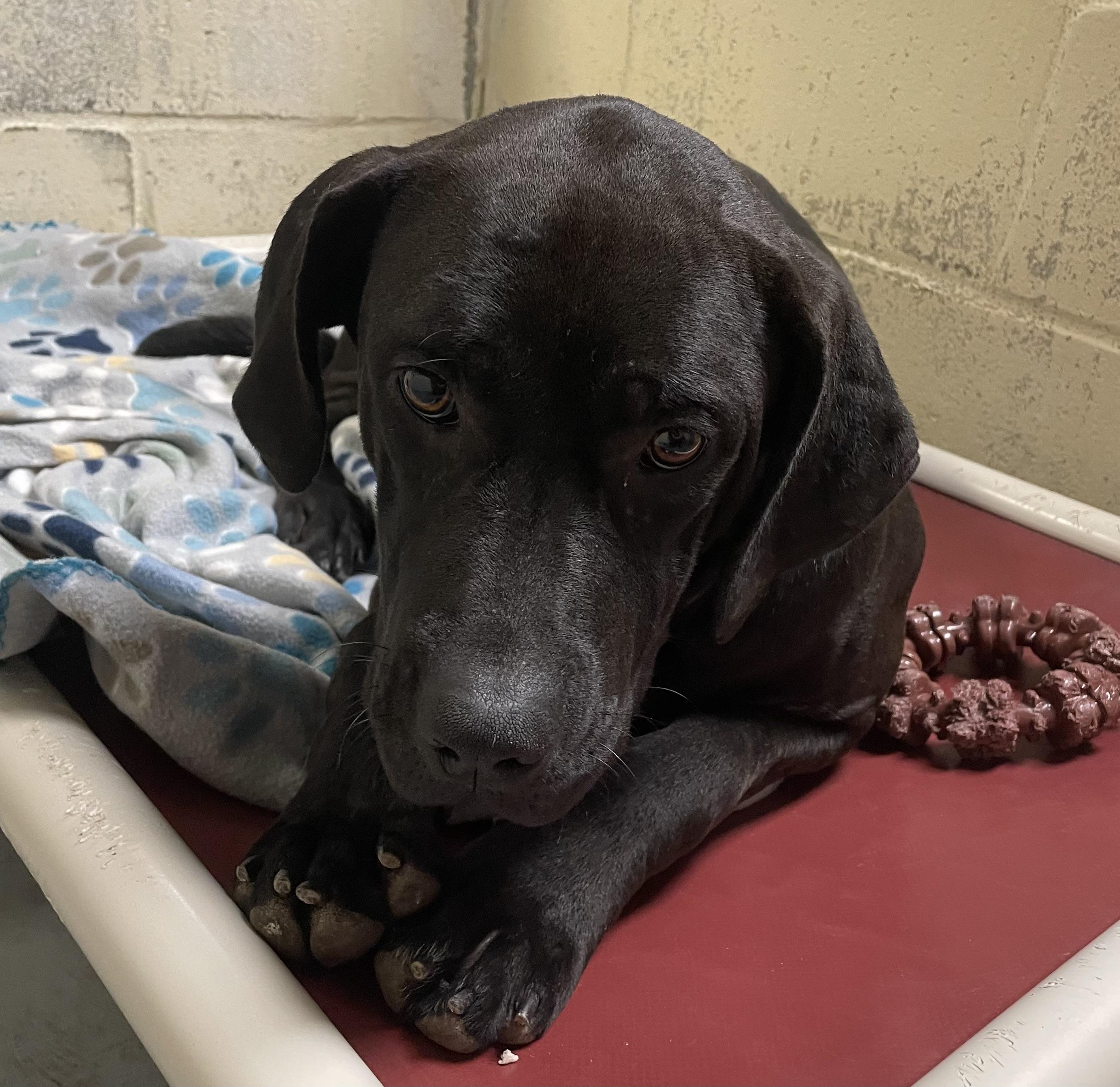 Ruth, ADOPTABLE, Young Female Cane Corso & Black Labrador Retriever.