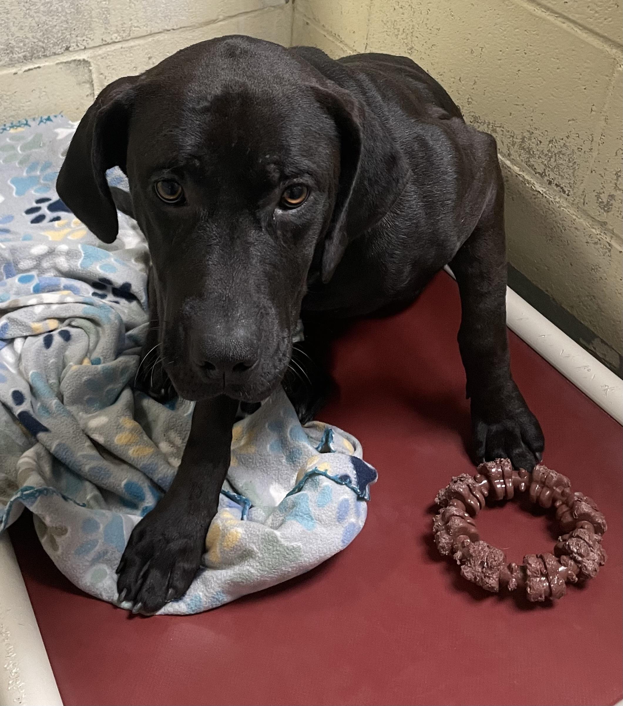 Enlarge Ruth, a ADOPTABLE mixed breed in Heathsville, VA image 4/4