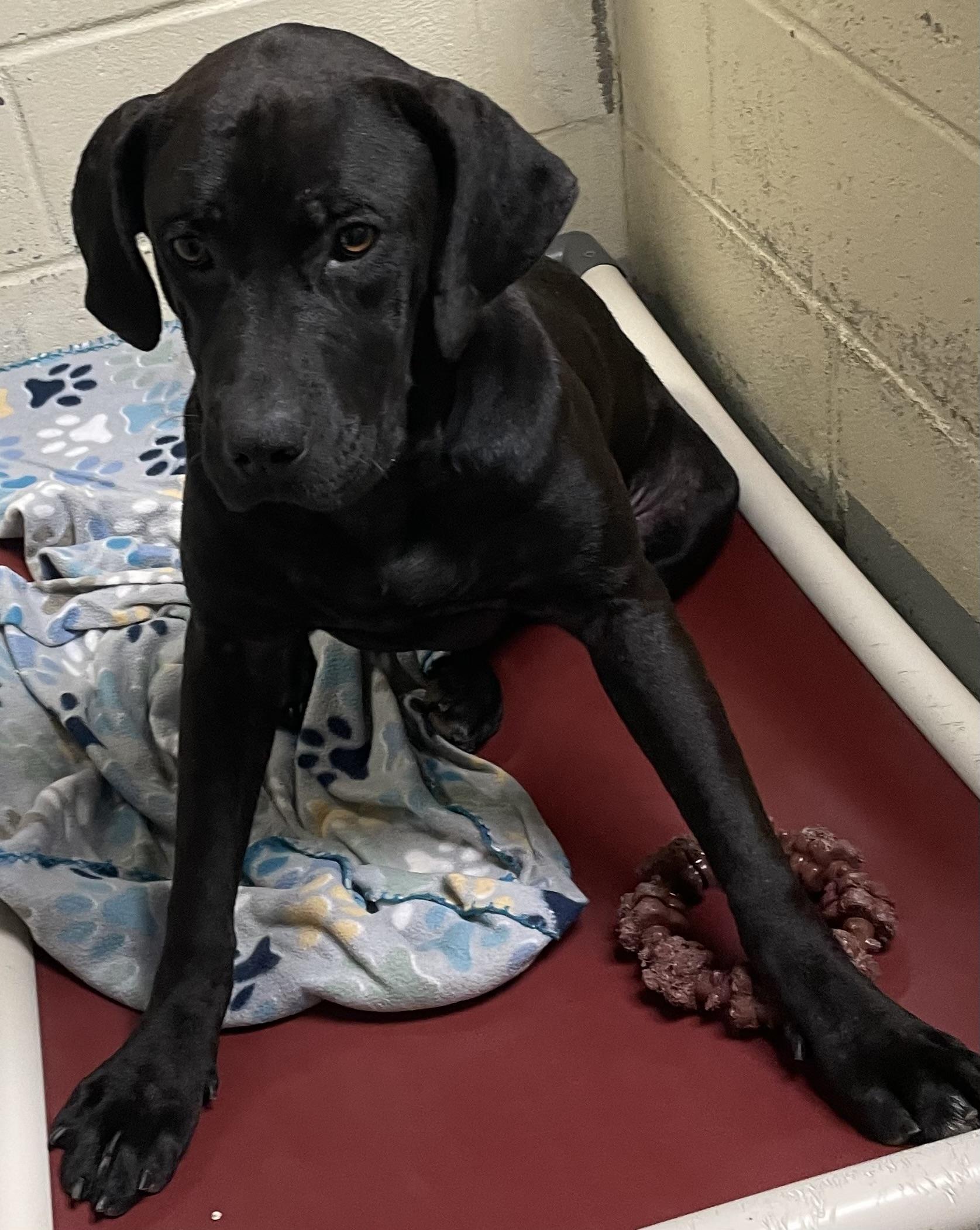 Enlarge Ruth, a ADOPTABLE mixed breed in Heathsville, VA image 2/4
