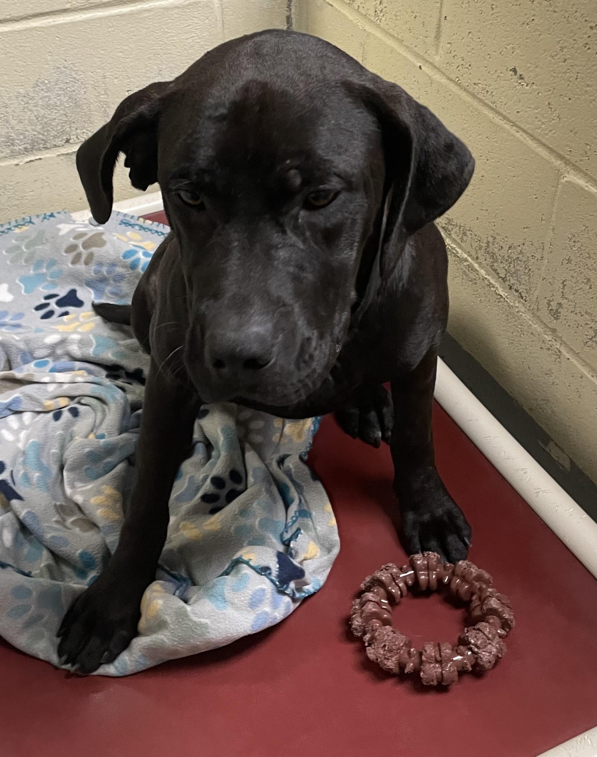 Enlarge Ruth, a ADOPTABLE mixed breed in Heathsville, VA image 3/4