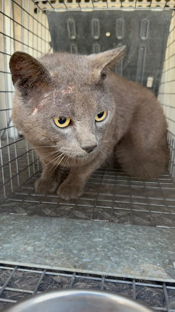 Enlarge Justin Timberlake, a Adoptable mixed breed in Rockport, TX image 1/1