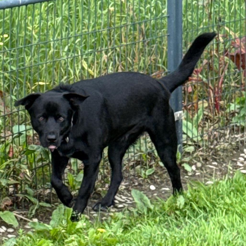 Kel Pawsinprison Graduate