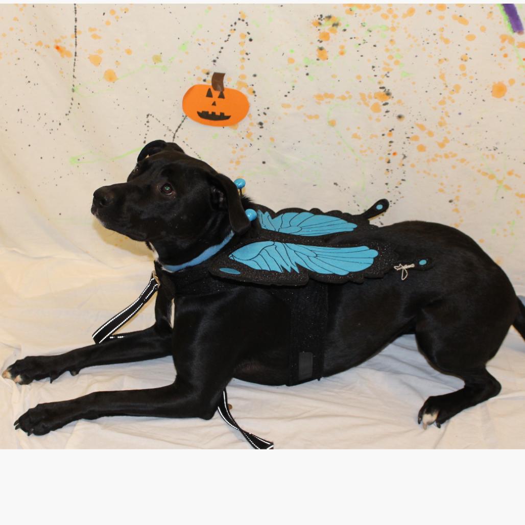 Kel Pawsinprison Graduate thumbnail 2